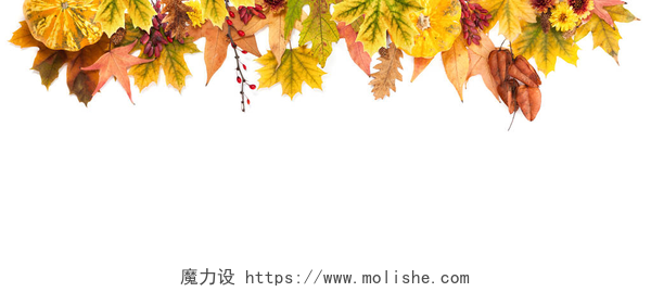 白色背景的枫叶秋天的树叶、 花朵、 浆果南瓜背景